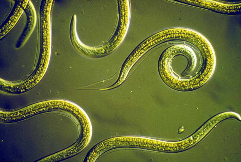 Nematodi