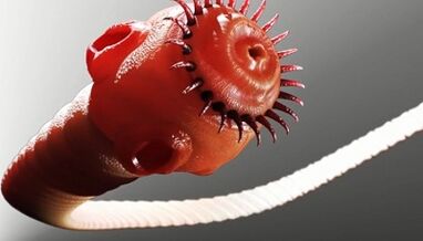 Tipi di parassiti nel corpo umano