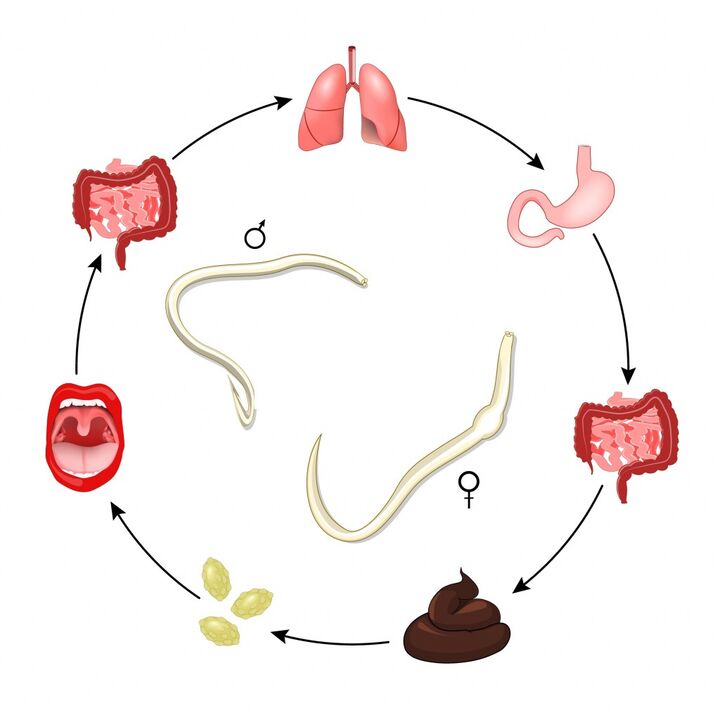Ciclo vitale dei nematodi
